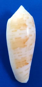 Sea shell conus dusaveli 71.8mm, F++, nice form, awesome - Picture 1 of 6