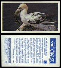Flamborough Head #16 Discovering Our Coast 1989 Brooke Bond Tea Card
