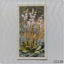 Brooke Bond Wild Flowers Series 3 #24 Larger Wintergreen Tea Card (CC134)