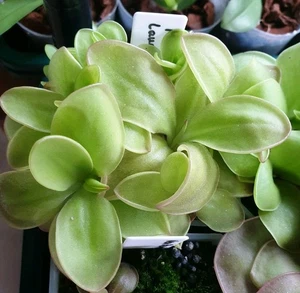 Pinguicula Moranensis x laueana giant - Picture 1 of 2