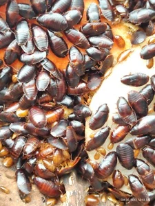 (Blaberidae sp. Kenia) Kleine kenianische Kakerlaken 25+ - Bild 1 von 3