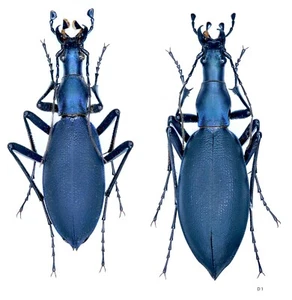 Carabiden, Carabus (Damaster) Blaptoiden ssp. Oxuroide, JAPAN, Paar - Bild 1 von 3