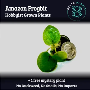 5+ Plants - Amazon Frogbit Floaters Live Aquarium Floating Plant Easy Low Tech - Picture 1 of 4