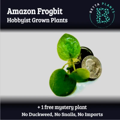 5+ Plants - Amazon Frogbit Floaters Live Aquarium Floating Plant Easy Low Tech - Image 1 of 4
