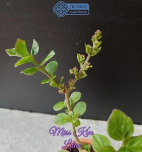 5 Miss Kim Lilac Plants - Syringa pubescens patula 'Miss Kim' - 6 to 8 inches - Picture 1 of 21