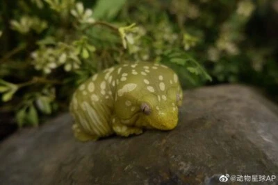 Animal Cuerpo Celestial Rhacodactylus Leachianus Gecko Gigante Estatua Foto 1 de 4