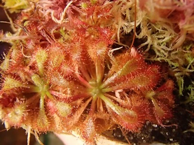 Semillas de Drosera spatulata "Fraser Island", planta carnívora de rocío solar para principiantes Foto 1 de 2