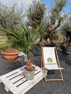 Trachycarpus fortunei 160cm 30-40cm Stamm Hanfpalme winterhart Palme Premium - Bild 1 von 4