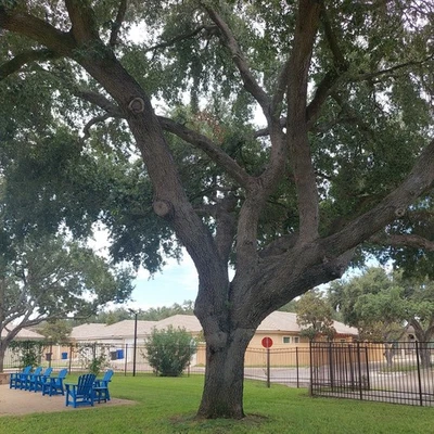 50 Texas Live Oak Seeds - Image 1 of 4