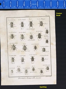 Cetonia Käfer, PL. 160 - 1797, Panckoucke Kupferstich - Bild 1 von 2