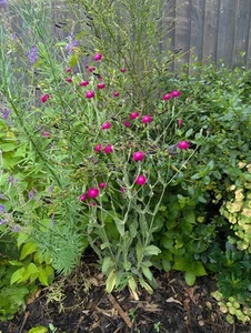 8 x bundle LYCHNIS / SILENE coronaria 'Rose Campion' Perennial small plug plant - Picture 1 of 4