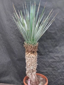 Yucca rigida ssp. San Pedros de las Colonias 8, Höhe c. 125 cm, Stamm 60 cm - Bild 1 von 2