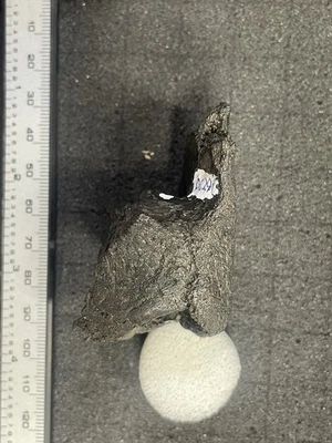 Calavera de tortuga chasqueadora de cocodrilo fósil Foto 1 de 3