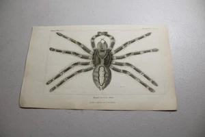 Impresiones a color de animales Cuvier 1837 ~ araña caracol rana - Imagen 1 de 1