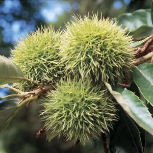 Chinese Chestnut Tree - 12-24" Tall Seedling - Live Plant - Castanea mollissima - Picture 1 of 16