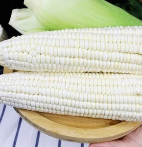 50pcs Sweet White Corn Seeds - Heirloom, Sweet, Open-Pollinated, Non-GMO - Picture 1 of 7
