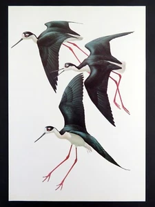 Vintage Vogel Druck SCHWARZER HALS STELZEN von J. Fenwick Lansdowne 14x10 Zoll - Bild 1 von 3