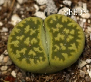 SEEDS-Lithops karasmontana ‘Lerichegreen’ 15seeds - Picture 1 of 2