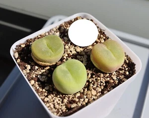 Conophytum pillansii en maceta de 7 cm planta antigua Mesembs suculentas - Imagen 1 de 2