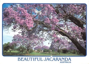 FLOWERS OF THE WORLD JACARANDA TREES AUSTRALIA GOOD PLUS VERY GOOD - Picture 1 of 2