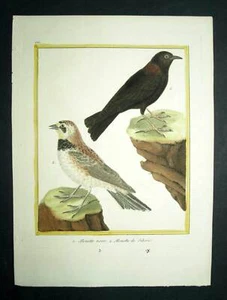 ALOUETTE NÈGRE et DE SIBÉRIE gravure ornithologie Oiseaux de Martinet 1770 - Imagen 1 de 4