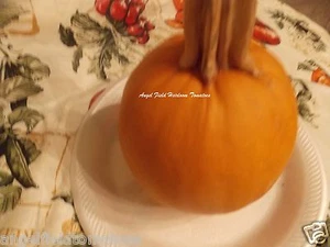 20 Lauryn Angel "Small Sugar Heirloom Pumpkin Seeds" grown in Hampton Virginiai - Picture 1 of 3