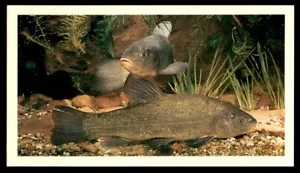 Grandee Britain's Nocturnal Wildlife 1987 - Tench Tinca tinca No.16 - Picture 1 of 2