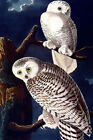 363023 Audubon Snowy Owl Bird Bird American Fine Vintage Room Poster Au