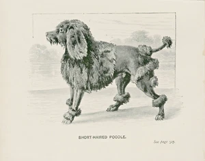 POODLE SHORT HAIRED LITTLE ANTIQUE 1895 DOG ART PRINT - Picture 1 of 1