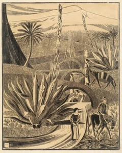 Alocés – Bernard Essers – 1920 – Art Deco Botanical Scene Art Print to Frame - Picture 1 of 2