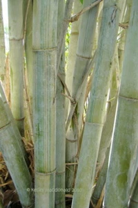 20 Plants -Angel Mist 'White' Bamboo-Dendrocalamus-Division / Plant / Rhizome - Picture 1 of 4