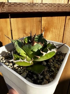 Agave Oteroi / Titanota Hades 4 inch pot well rooted - Picture 1 of 4