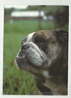 ENGLISH BRITISH BULLDOG CHROME DOG POSTCARD FACE TEETH EXTRA CUTE 4 3/4 X 6 1/2