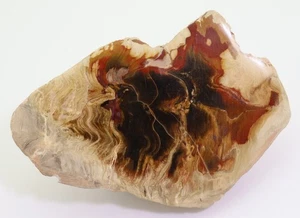 fossiles Holz, Pentoxylon, Jura, New South Wales, Australien -L657 - Picture 1 of 6