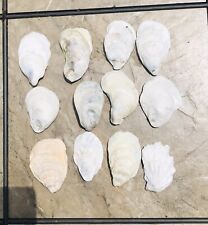 Oyster Shells, Lot Of 12, Naturally Cleaned Approx 2.5-3” Long