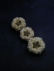 3 x plococidaris verticillata sea urchins Collectable sea shell #13495 - Picture 1 of 3