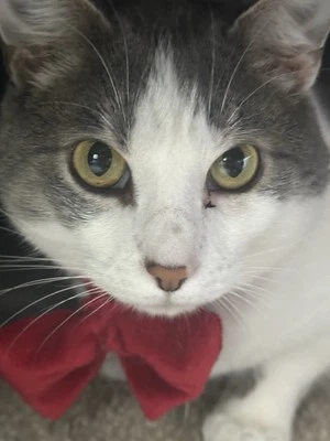 Cat or Puppy Bow Tie Bowtie Collar Great and Festive for Holidays or Christmas