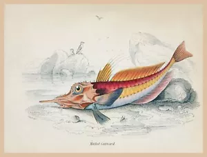 8622. Póster de decoración. Diseño de arte de pared de habitación en casa. Pesca. Enviado por correo peces gornard - Imagen 1 de 1
