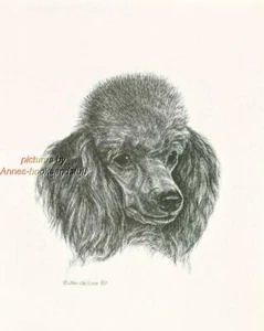 #252 BLACK POODLE portrait dog art print * Pen and ink drawing by Jan Jellins - Picture 1 of 1