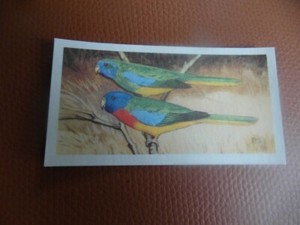 GB Brooke Bond "Wildlife in Danger" 1963 tea-card No.39  'Splendid Parakeet'