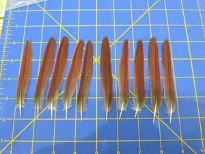 Y26 Menge 10 unverlierbar erhaben grün Wangen Conure 4" rote Schwanzfeder - Bild 1 von 1