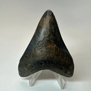 Megalodon Shark Tooth 3.28 Inch - Unique Color - Authentic - Real Fossil 19908 - Picture 1 of 8