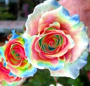 RARE 10x graine Rosier Grimpant MULTI COULEUR / MULTICOLOR rosebush seeds Rose - Imagen 1 de 3