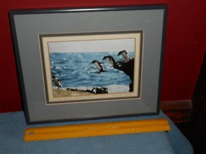ROCKHOPPER PENGUINS FALKLAND ISLANDS Original Color Photo Glass Framed Signed - Picture 1 of 12