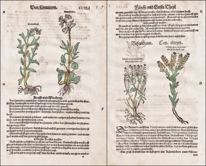 Besemkraut berro de jardín libro de hierbas hierbas hierbas botánica botánica Lonitzer 1564 - Imagen 1 de 1