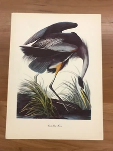 Vintage Audubon Birds of America Color Print 8 3/4" x 11 3/4" - Great Blue Heron - Picture 1 of 2
