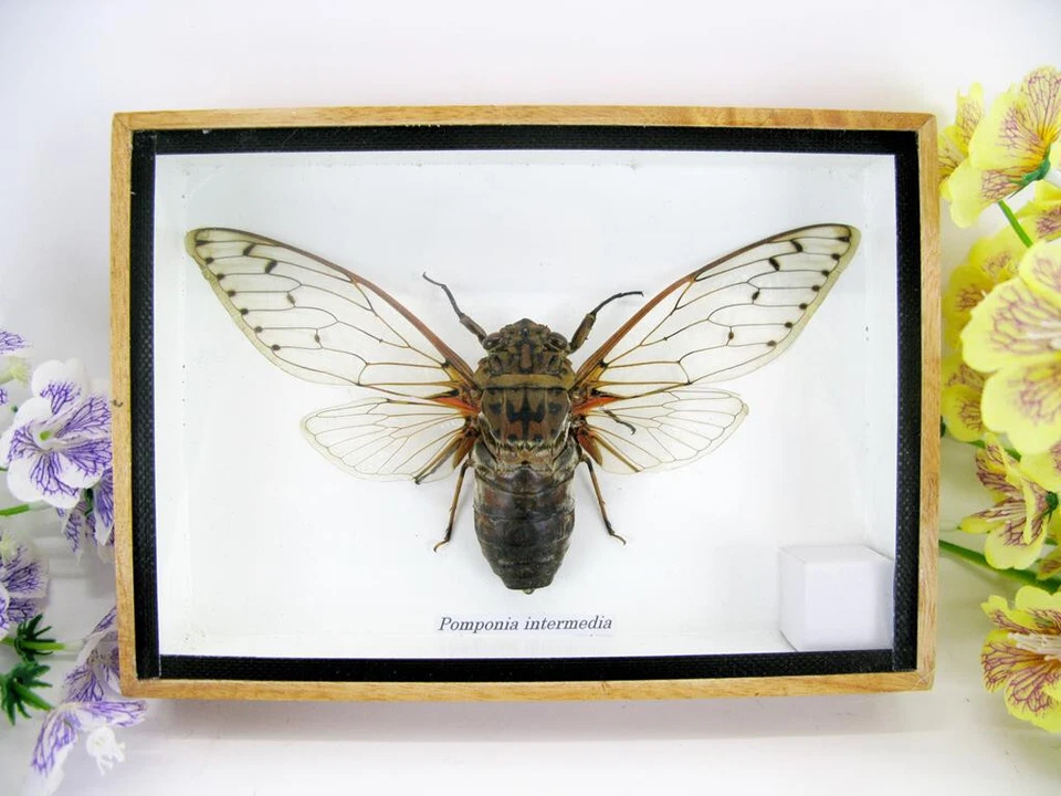 ASIAHOUSE24 Pomponia intermedia - XXL Cicade, echte riesige Cicade im 3D Schauksten aus Holz