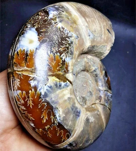 719g Fossil specimens of natural chrysanthemum conch from Madagascar F357 - Picture 1 of 10