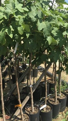 PIANTA DI FICO FIORONE NERO" DOMENICO TAURO" DI TERLIZZI IN VASO H 80/110 CM