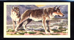 Brooke Bond Asian Wild Life (1962) Wolf No. 24